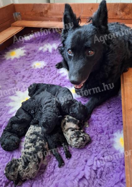 Mudi puppies born at Stardust Kennel