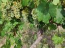 Italian Riesling grapes for sale