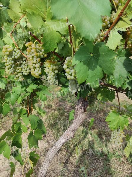 Italian Riesling grapes for sale