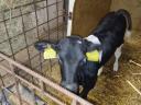 Holstein-Friesian bull for sale