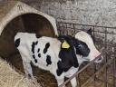 Holstein-Friesian Bulle zu verkaufen