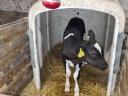 Holstein-Friesian Bulle zu verkaufen