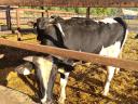 Holstein-Friesian bull for sale