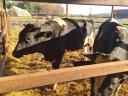 Holstein-Friesian bull for sale