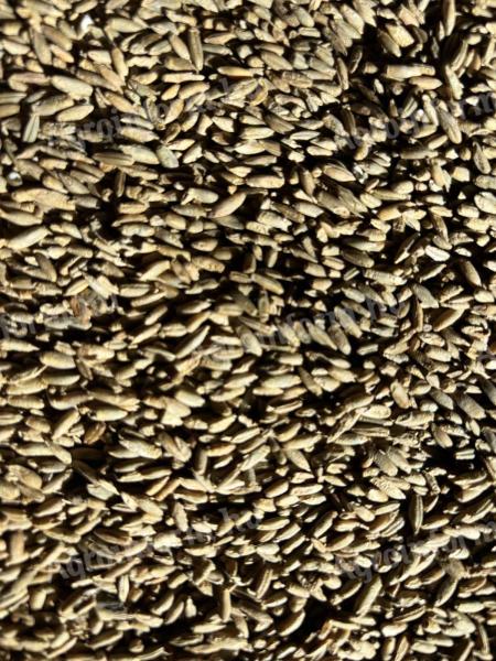 Seed-quality rye