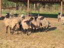 Suffolk ewes, ewes for sale