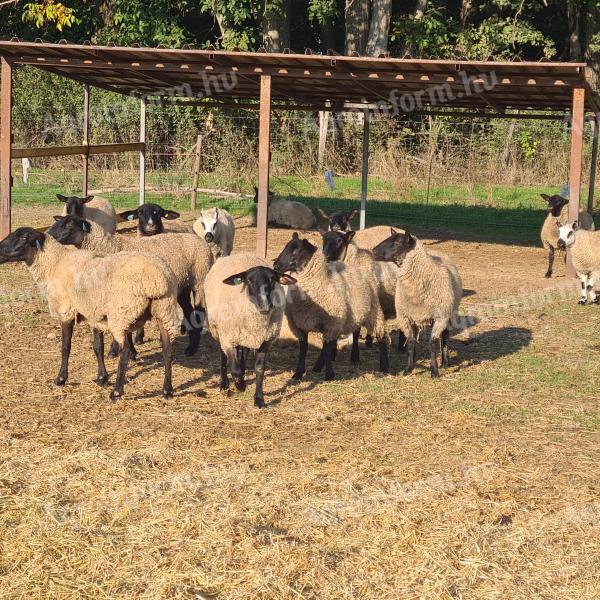 Suffolk ewes, ewes for sale