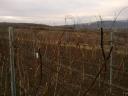 Vineyard pruning machine