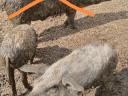 Mangalica sow poults