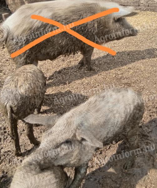 Mangalica sow poults