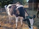 10 month old heifer calf for sale