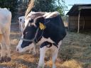 10 month old heifer calf for sale