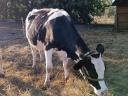 10 month old heifer calf for sale