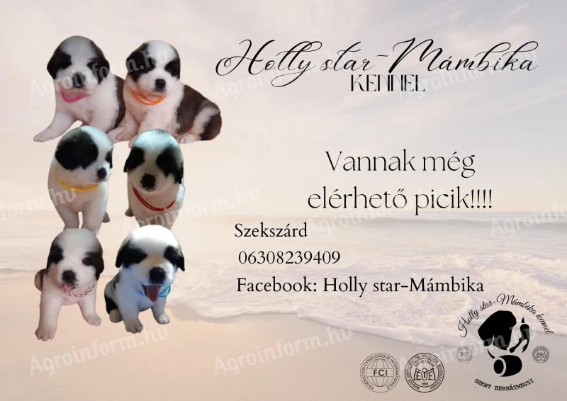 Bernáthegyi puppies from breeder