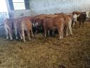 13 Limousin heifers for sale