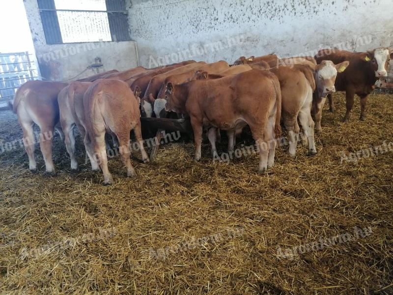 13 Limousin heifers for sale