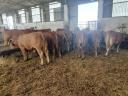 13 Limousin heifers for sale