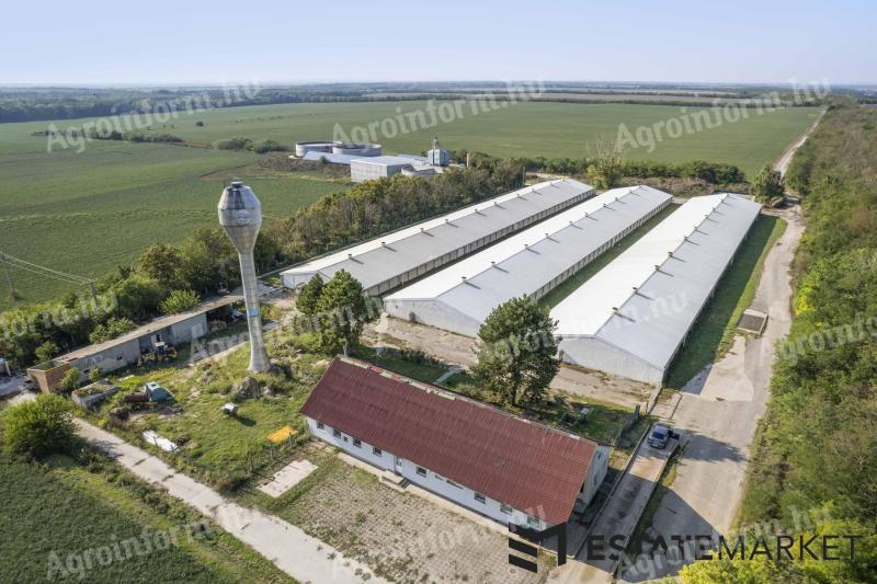 Pig farm for sale, 7200 places, fully automated