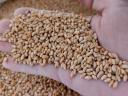 Seeds of wheat (metal sealed), barley, triticale, winter oats, rye for sale