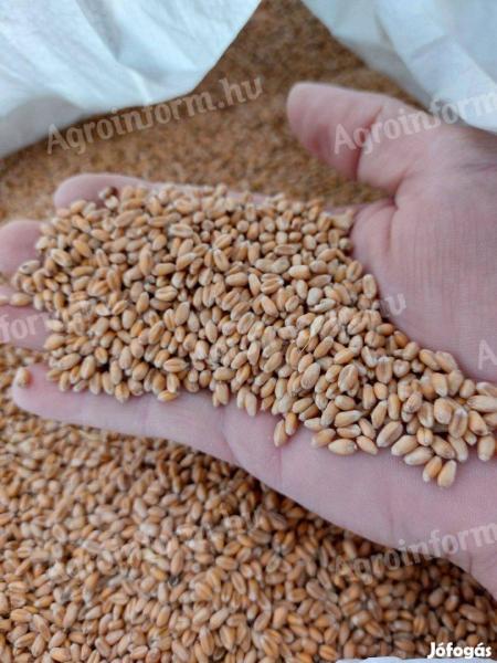 Seeds of wheat (metal sealed), barley, triticale, winter oats, rye for sale