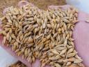 Seeds of wheat (metal sealed), barley, triticale, winter oats, rye for sale