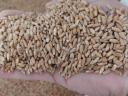 Seeds of wheat (metal sealed), barley, triticale, winter oats, rye for sale