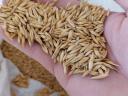 Seeds of wheat (metal sealed), barley, triticale, winter oats, rye for sale