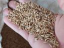 Seeds of wheat (metal sealed), barley, triticale, winter oats, rye for sale