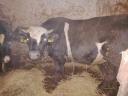 Cattle for sale