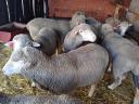 Merino ram for sale