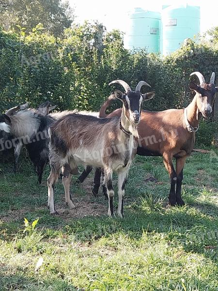 Milking goat for sale