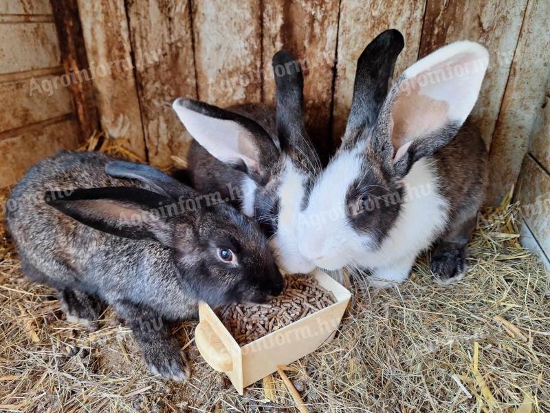 Kaninchen zu verkaufen