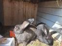 Rabbits for sale