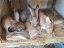 Rabbits for sale