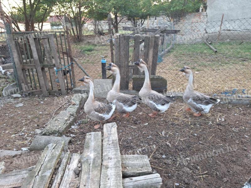 Geese for sale