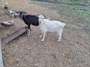 Goats for sale