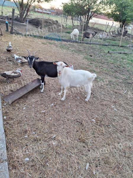 Goats for sale