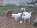 Goats for sale