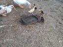 Mute ducks for sale