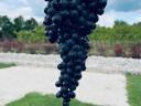 Merlot wine grapes for sale