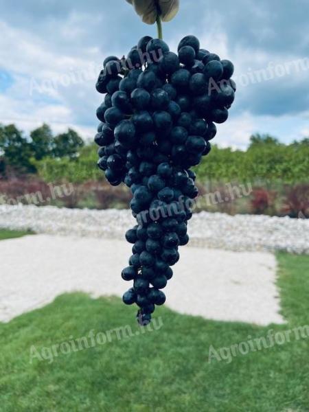 Merlot wine grapes for sale