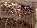 Broom sorghum for sale