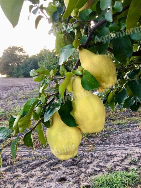 Quince for sale in Kecelen