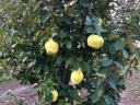 Quince for sale in Kecelen