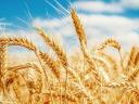 Winter wheat and winter barley seeds for sale