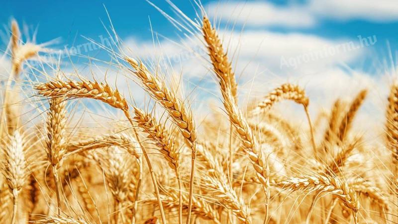 Winter wheat and winter barley seeds for sale