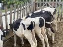 40 choice Holstein-Friesian bull calves for sale