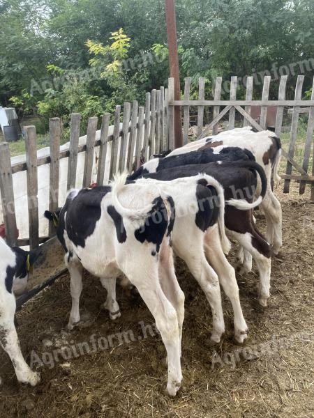 40 ausgesuchte Holstein-Friesian Bullenkälber zu verkaufen