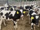 40 choice Holstein-Friesian bull calves for sale