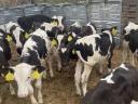 40 ausgesuchte Holstein-Friesian Bullenkälber zu verkaufen